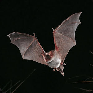 Meet your Posher, Charle